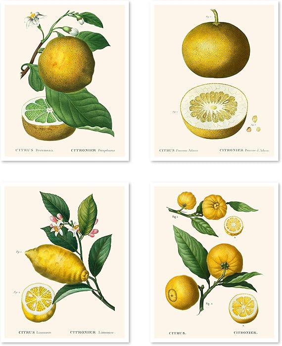 Vintage Botanical Prints | Citrus Wall Art by Ink Inc. | Kitchen Lemon Decor Mediterranean | Set ... | Amazon (US)