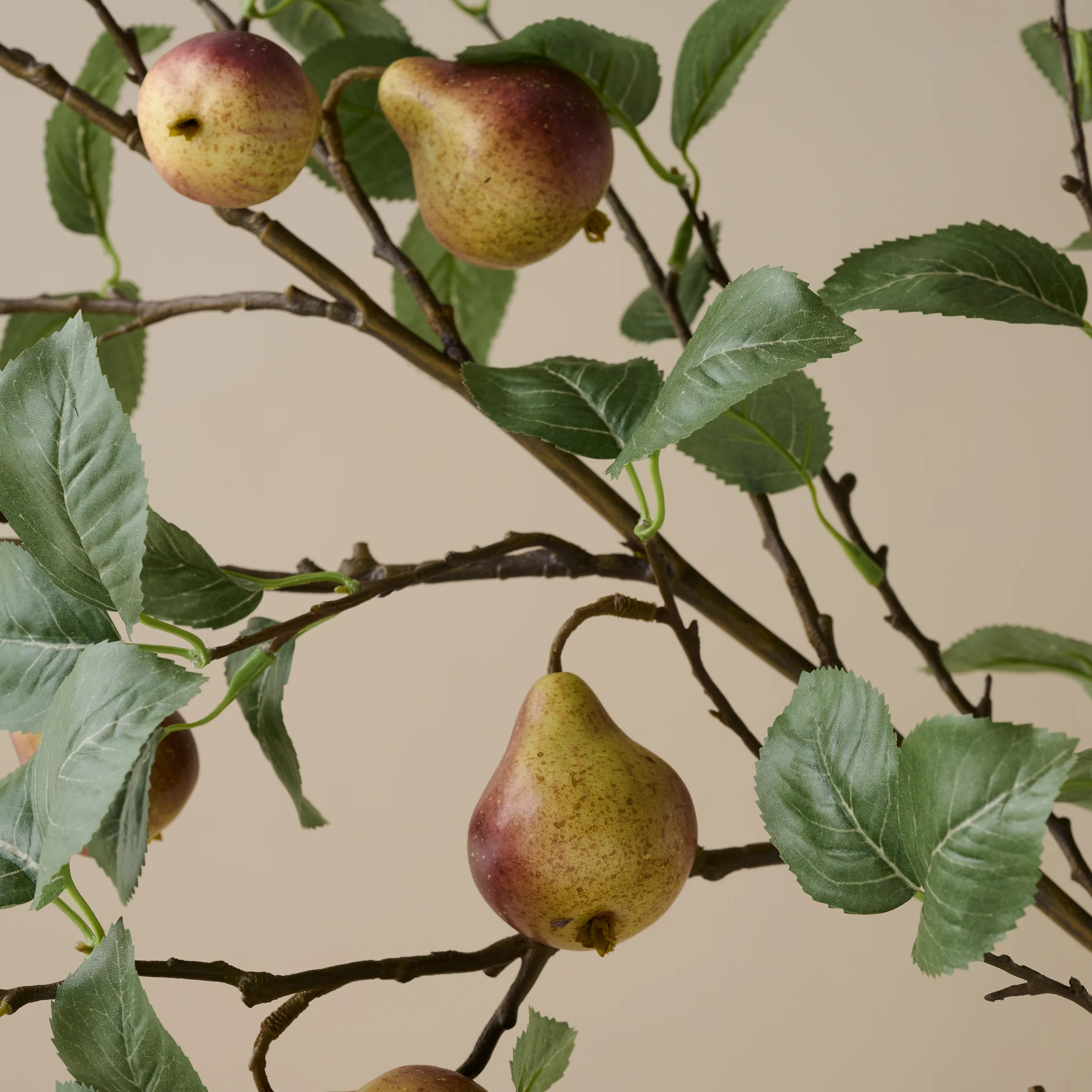 Oversized Autumnal Pear Stem | Magnolia