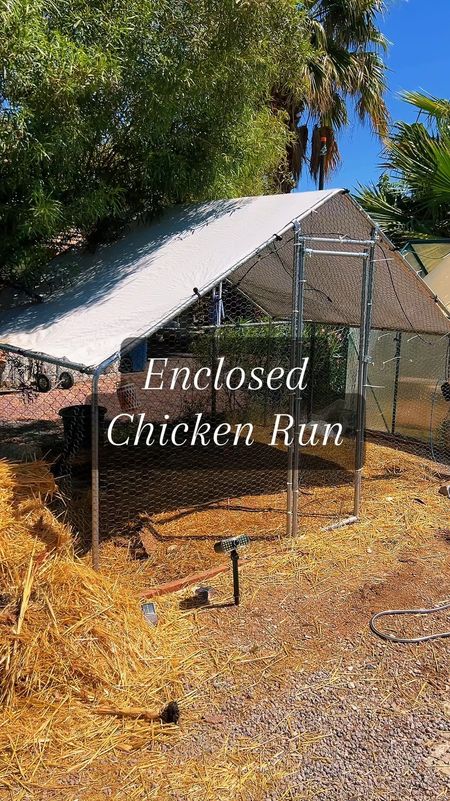 🐔 Calling all backyard Chicken Mamas and Papas! 🌿 Let me share a clucking good story with you! 🌟 So, picture this: my feathered friends were living the coop life but were always stuck in a tiny run. 🏡 Talk about feeling cooped up! But fear not, my fellow poultry enthusiasts, because this Chicken Mama took matters into her own hands!
Grab Yours Here: https://amzn.to/3QmSgbA

🚀 Cue the grand upgrade: an enclosed run fit for chicken royalty! 🏰 Now, my hens have acres of space to strut their stuff, flap their wings, and peck to their heart's content. 🌾 It's like they're living in their own little chicken paradise! 🌈 And let me tell you, the joy on their tiny beaked faces is priceless.

🦊 Plus, there's the added bonus of peace of mind. 🛡️ No more worrying about those pesky predators lurking around the coop! 🚫 With this fortified fortress, my feathered family can cluck away without a care in the world. 🌟 So here's to upgrading our flocks and letting them spread their wings in style! 🎉 Who's with me? #chickenmama #backyardchickens #chickens #chickenmom #backyardchickenslife #amazonfinds #founditonamazon #amazonpets #amazonfind

#LTKhome #LTKsalealert #LTKVideo