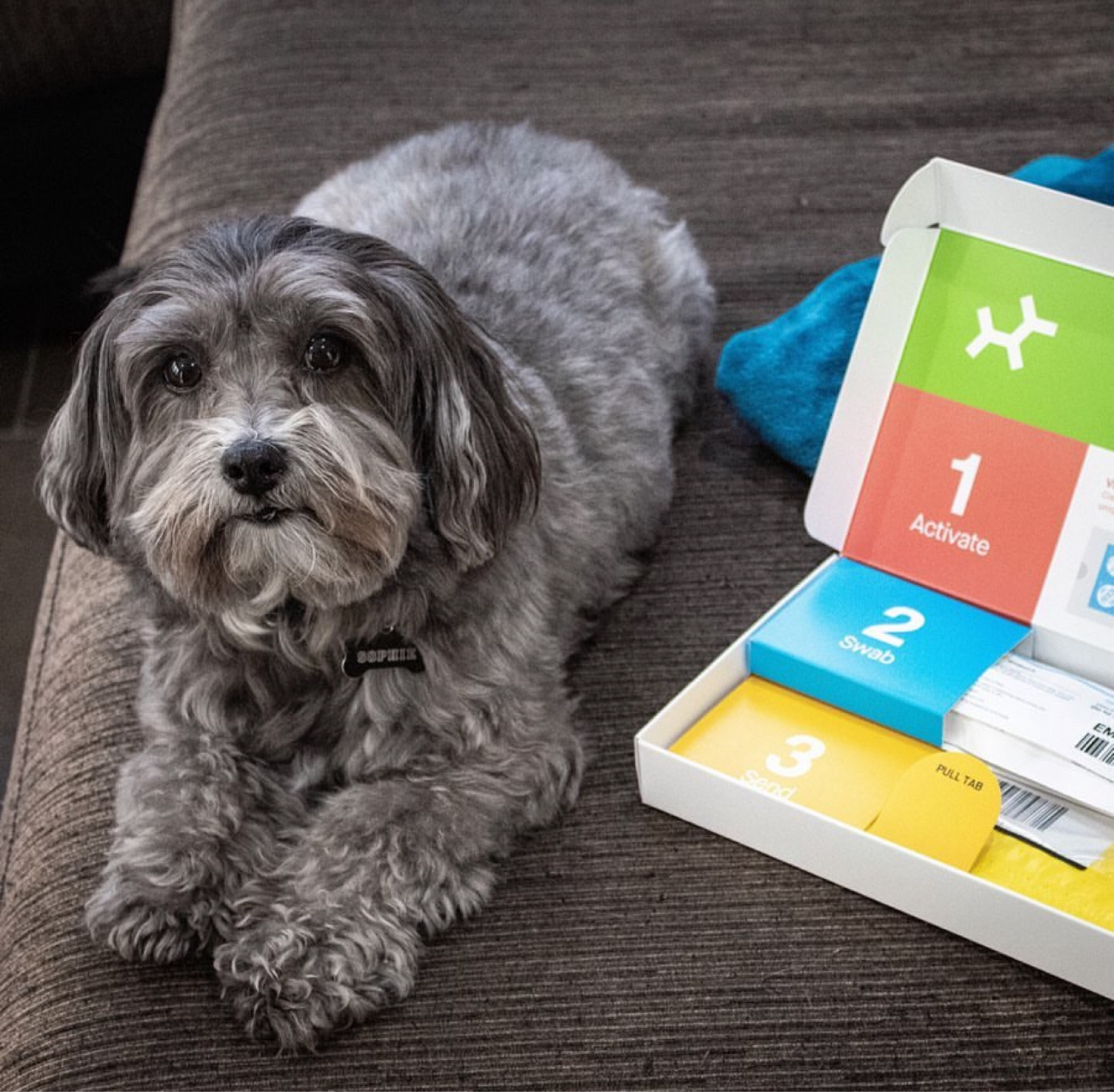 The best kit to find out your rescue dog’s breed. We used the embark kit for Sophie and we are still getting family matches on her profile! It’s amazing to try and piece together her story from before us.

#LTKFamily #LTKSaleAlert
