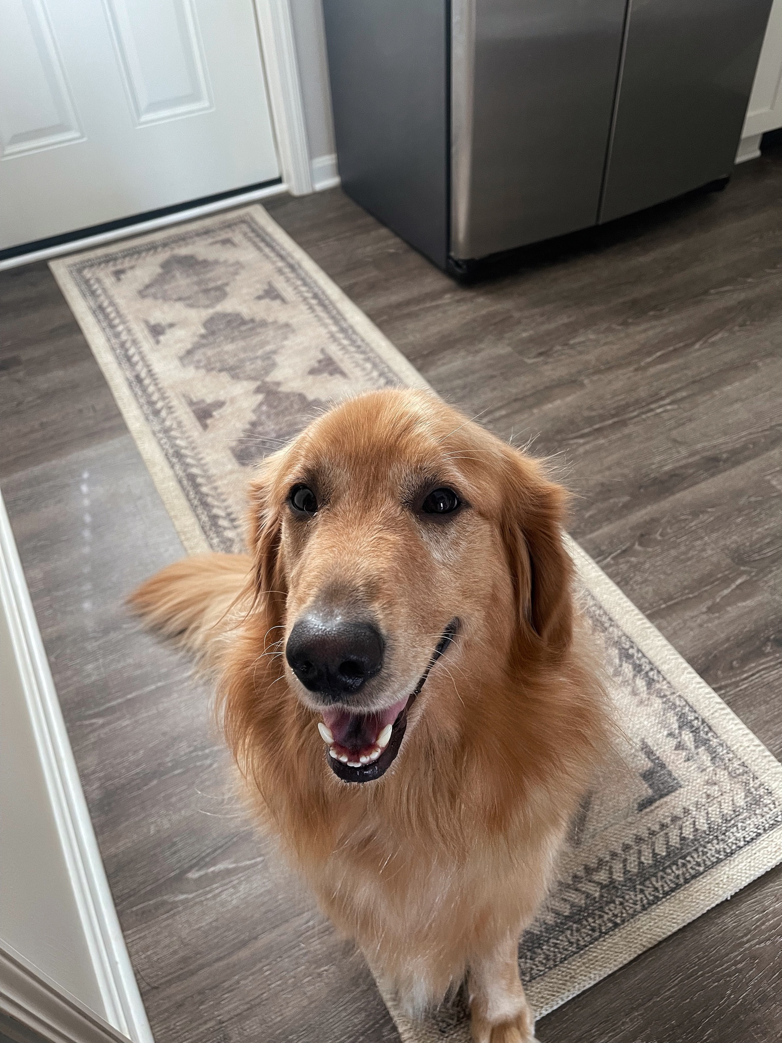 Cute and ✨durable✨ runner that holds up to this lil monster! Only $50!

#LTKstyletip #LTKunder50 #LTKhome