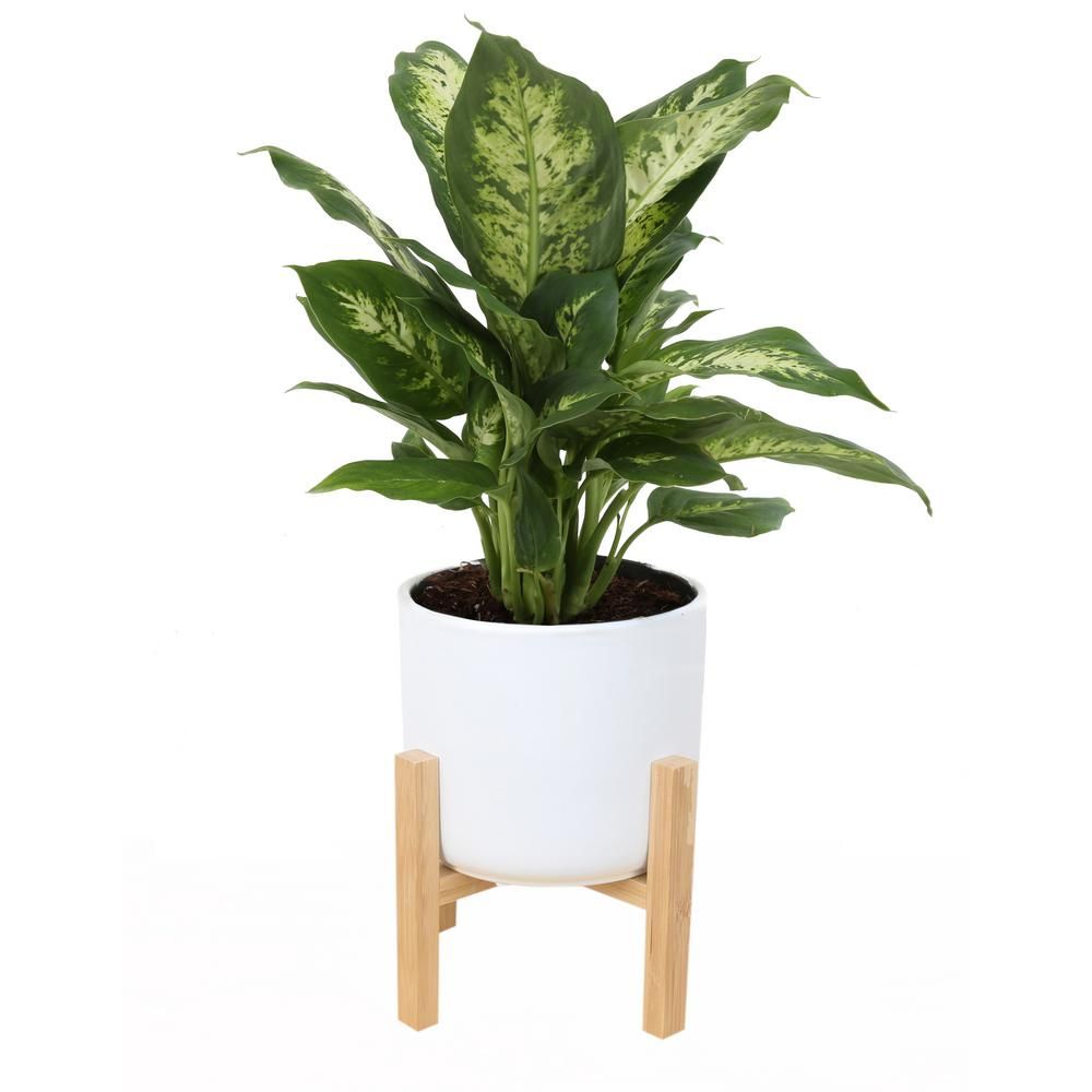 Costa Farms 6 in. Dieffenbachia Plant in Mid Century White Planter-CO.DF06.3.MIDWHTSTD - The Home... | The Home Depot