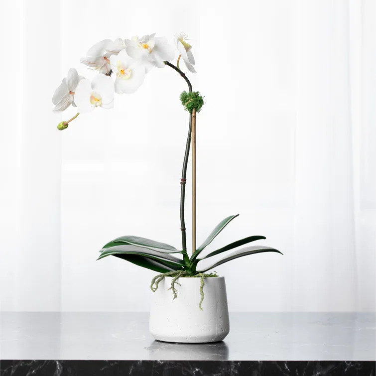 Orchid Floral Arrangements in Planter | Wayfair North America