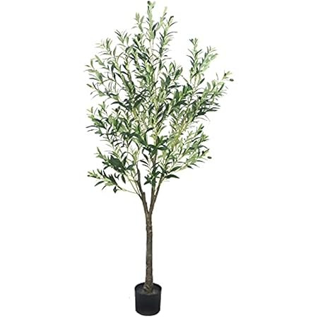 5 Ft Olive Tree | Amazon (US)