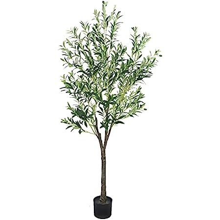 5 Ft Olive Tree | Amazon (US)