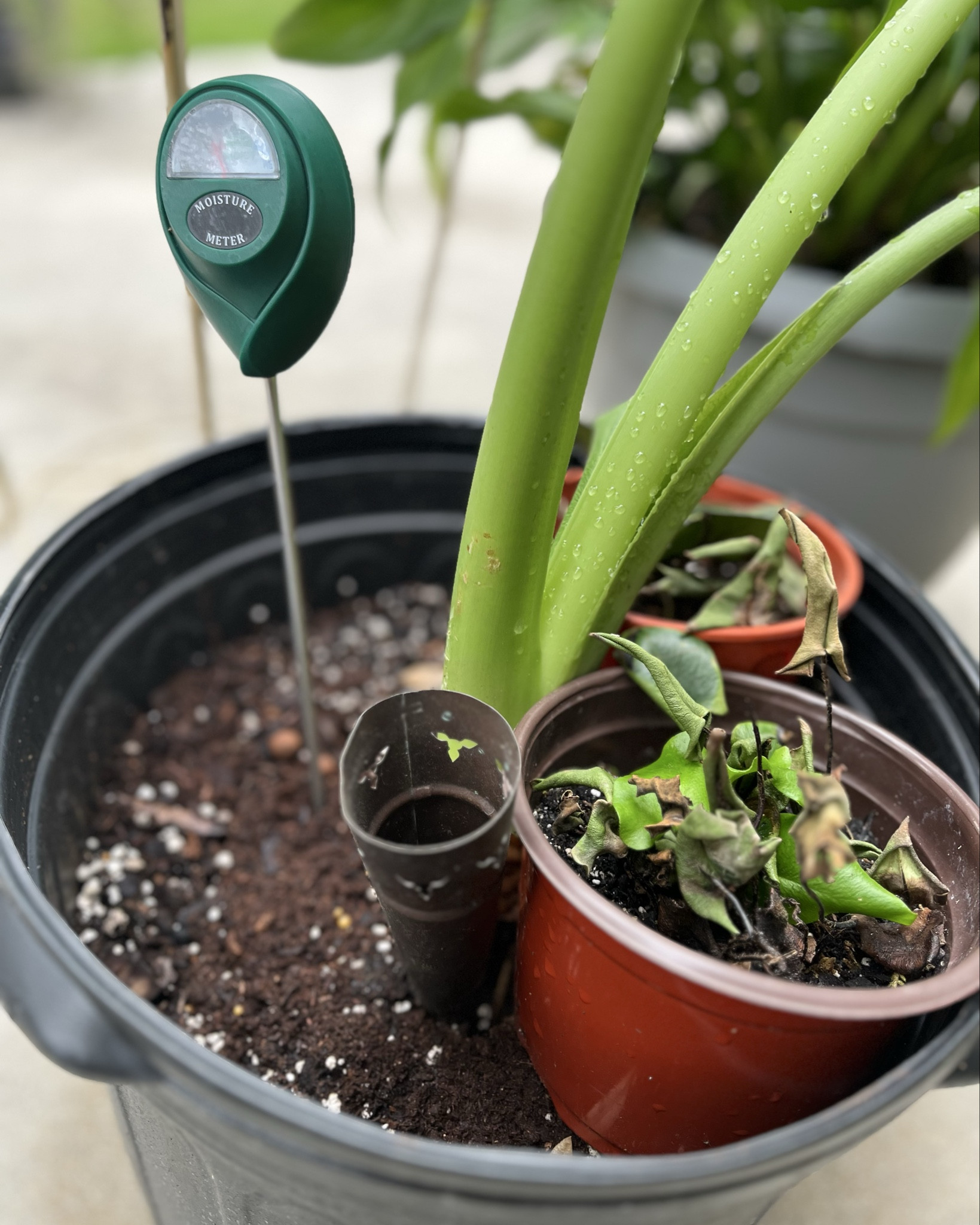 Stop being a plant murderer! This water meter is saying my plants from over watering. 
.
.
#plantlove #houseofmargevon

#LTKHome #LTKSeasonal #LTKSaleAlert