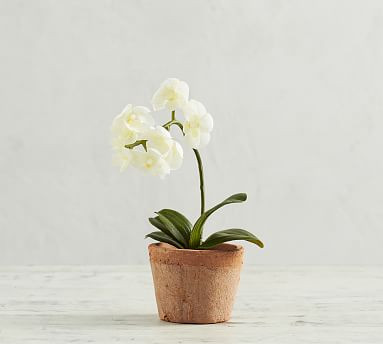 Mini Faux Potted Orchid | Pottery Barn (US)
