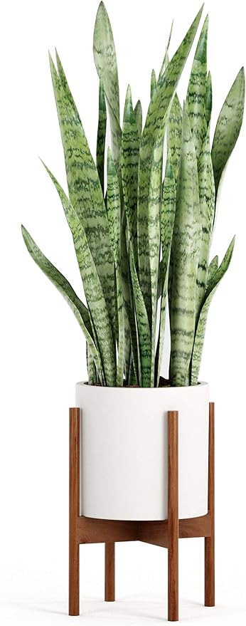 FOX & FERN Mid Century Plant Stand Indoor - Acacia - EXCLUDING 10" Ceramic Pot - Fits Snake Plant | Amazon (US)