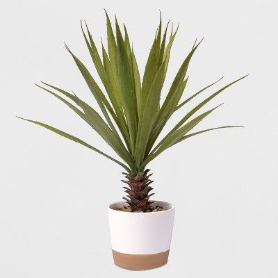 17" Potted Yucca Plant - Lloyd & Hannah | Target