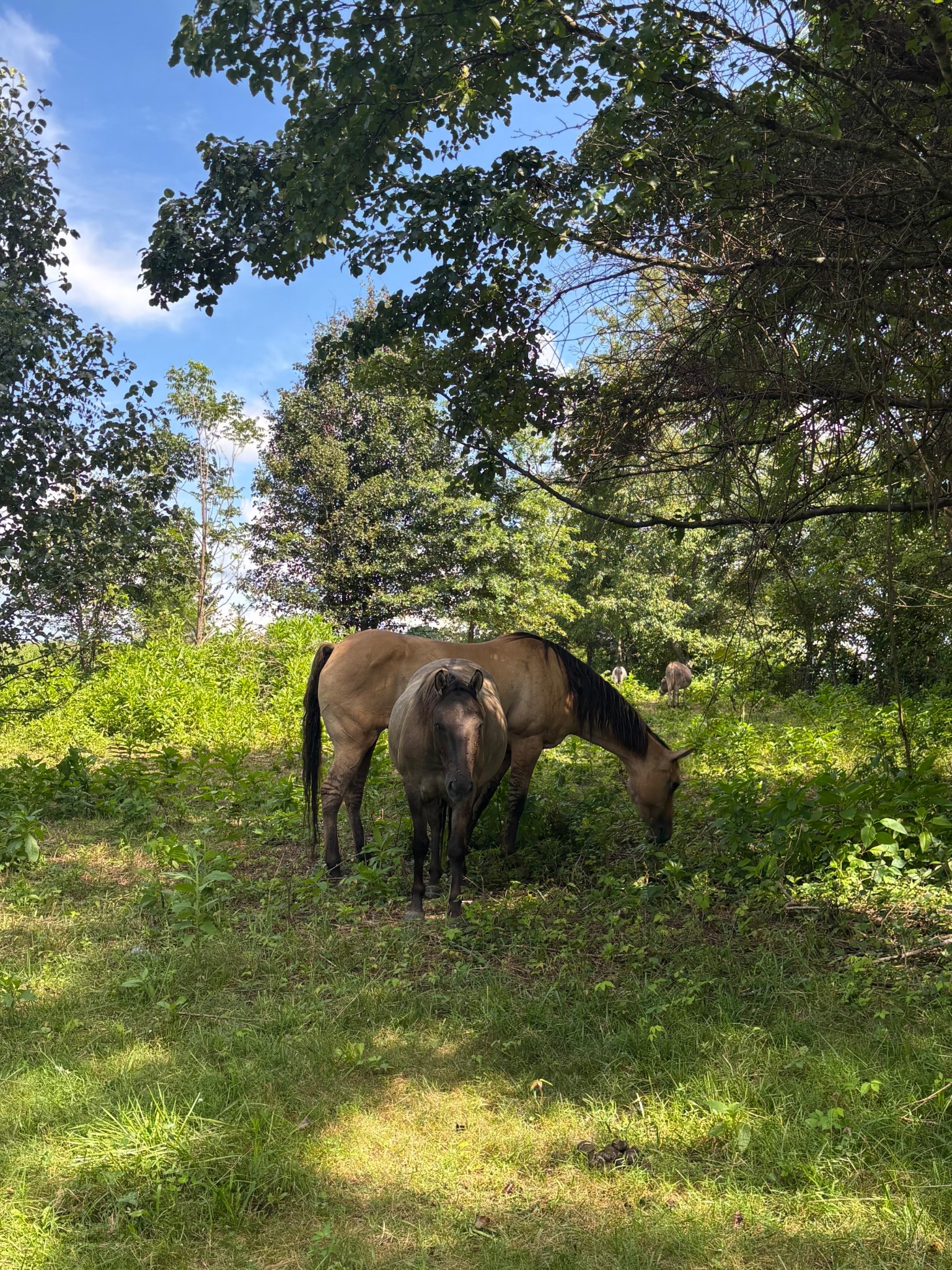 Highly suggest ditching city life so your back yard can look like this 🙂‍↕️🤭😍