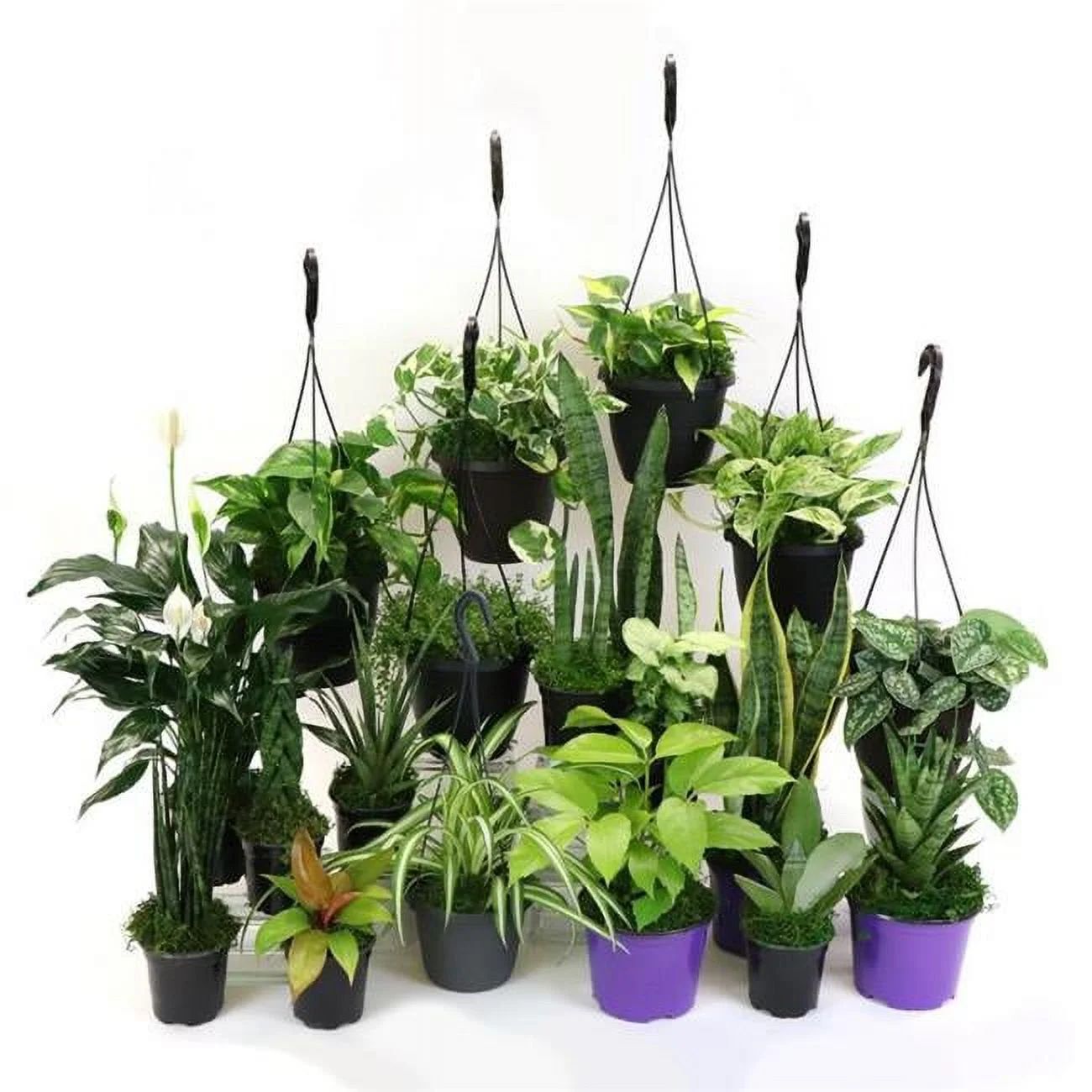 House Plant BUNDLE-LOW.LIGHT-4IN Low Light Plant Bundle (4 plants included) - Walmart.com | Walmart (US)