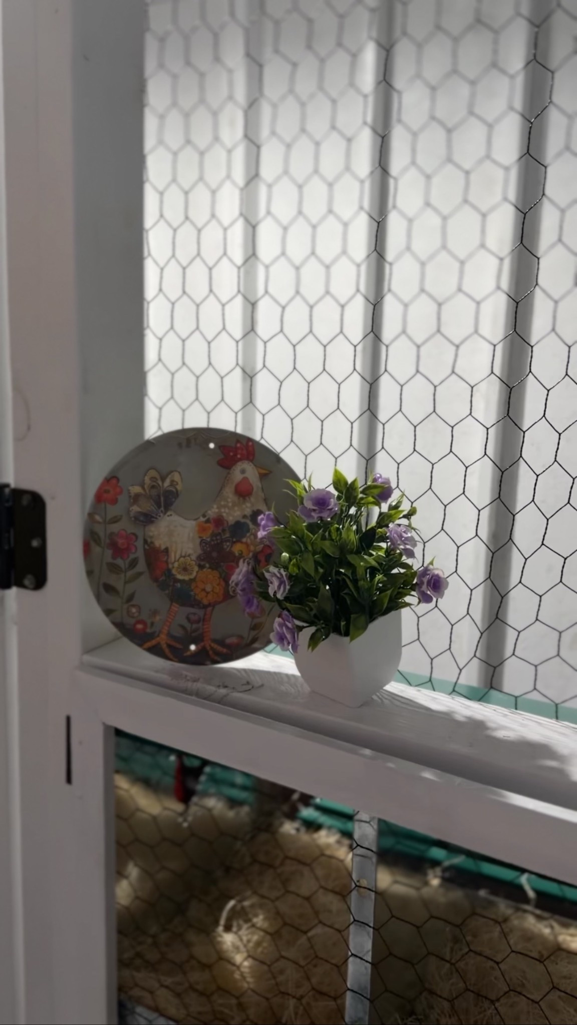 Chicken sign for my new coop 

#LTKFindsUnder50 #LTKdayinmylife #LTKGiftGuide