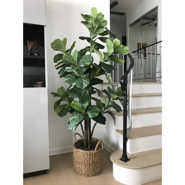 Fiddle Leaf Fig Tree with Basket | Wayfair North America