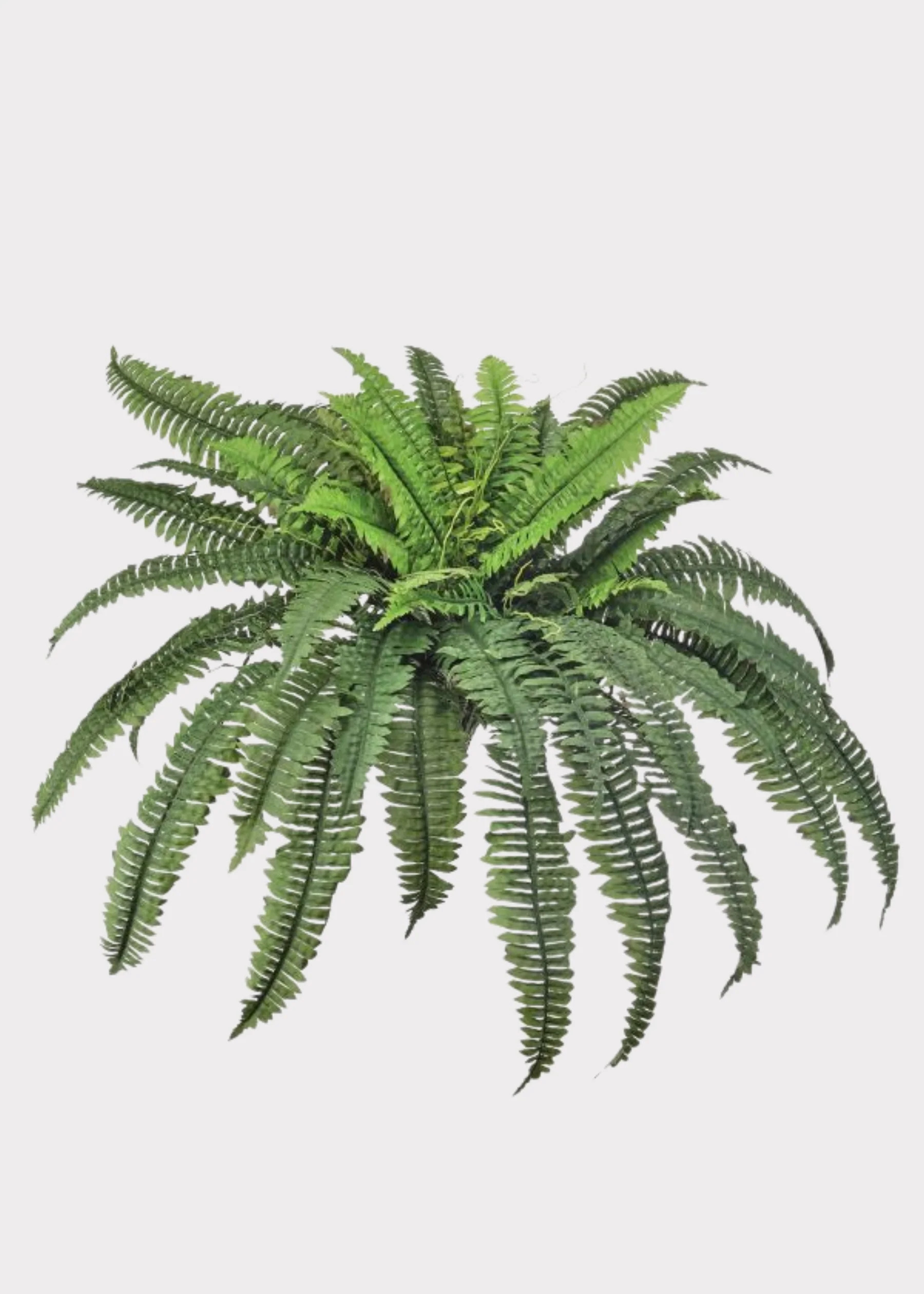 Large UV Treated Boston Fern | Outdoor Fake Plants at Afloral | Afloral