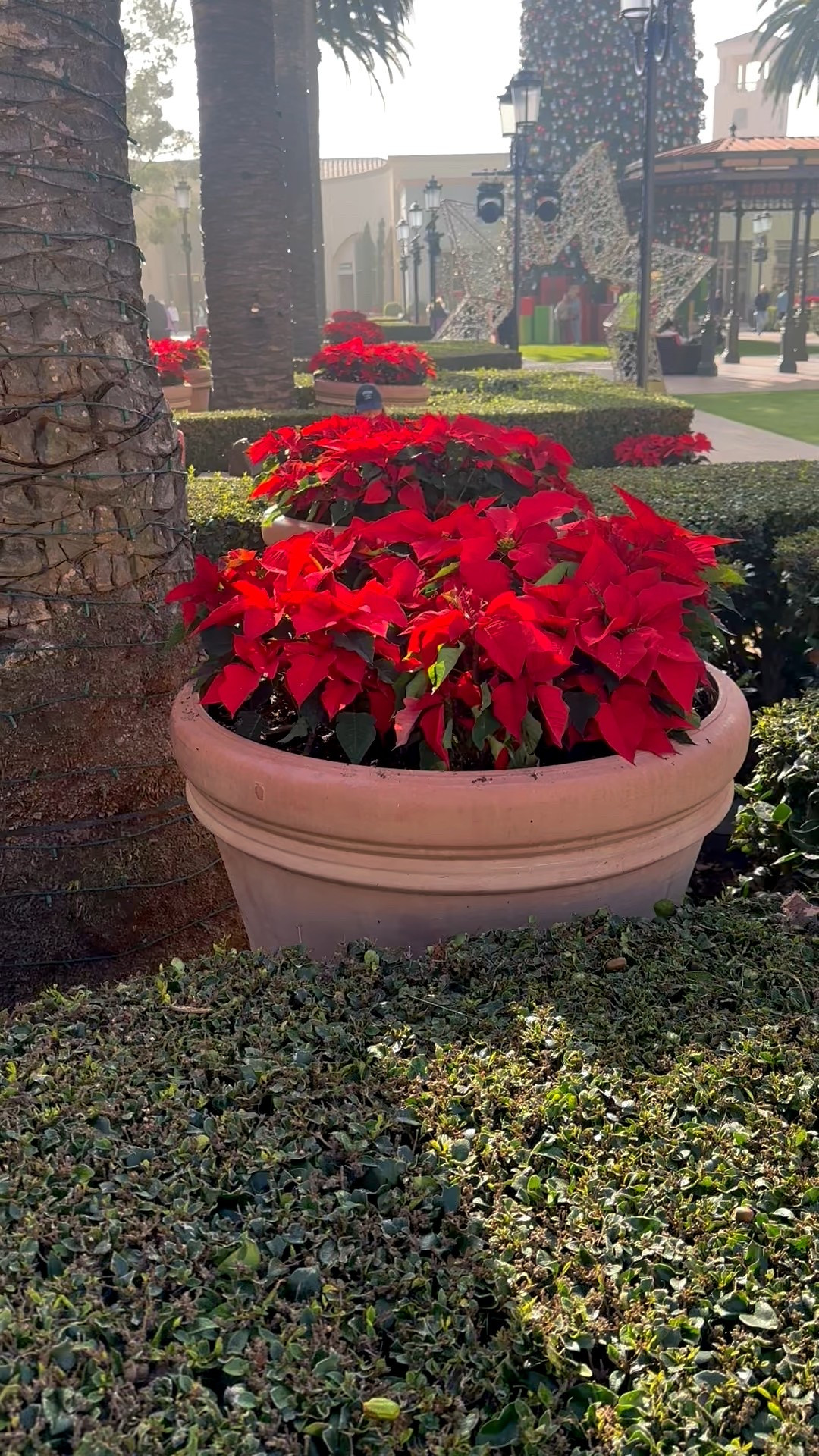 Cheerful holiday vibes with a pop of red poinsettia.

#holidayvibes #poinsettia #holidaydecor #festivestyle #seasonalhome #christmasdecor

#LTKGiftGuide #LTKHome #LTKHoliday