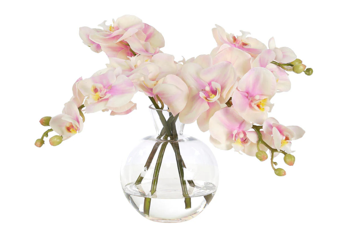 ORCHID PHALAENOPSIS PINK CREAM | Alice Lane Home Collection