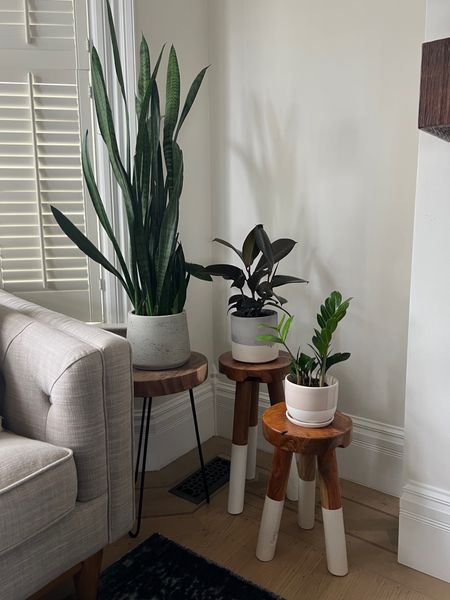 Our plant stands and plants from top to bottom: 
- snake plant
- rubber plant 
- zanzibar gem plant
