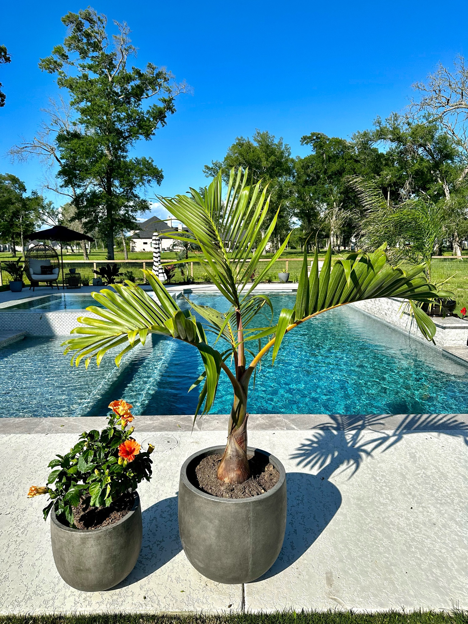 Modern planters from Lowe’s! They’re the first pots linked! I got both sizes. They are HEAVY Duty Which I needed because it’s so windy and I didn’t want my palm to fall over! 

#LTKunder100 #LTKhome #LTKSeasonal