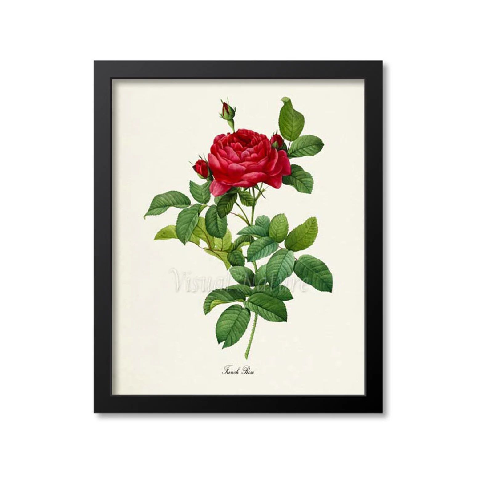 This is a print of a French Rose flower based on vintage botanical artwork.  The original art has... | Etsy (US)