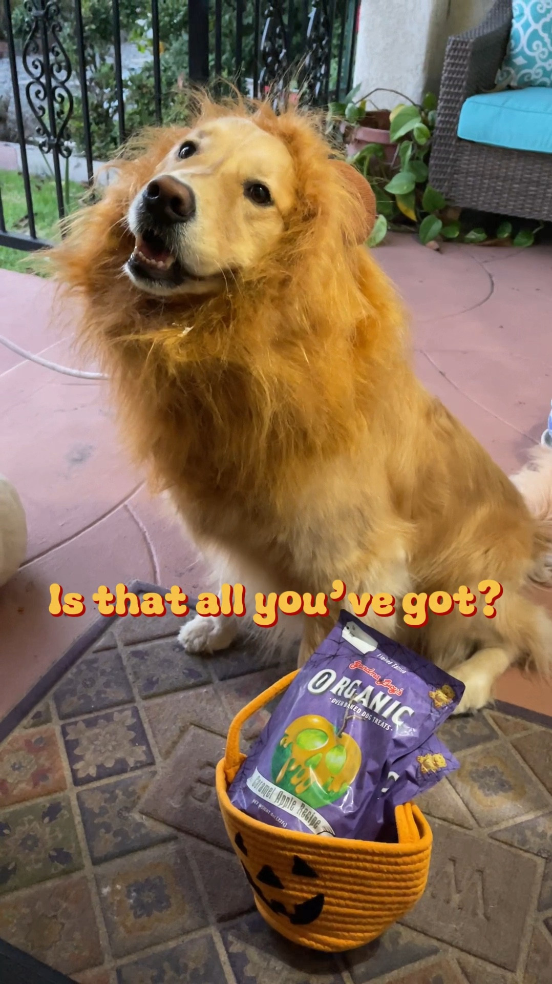 Happy  Howl-O-Ween!!

It’s time for Trick or Treating and all I want are @grandmalucy’s limited-edition, seasonal Organic Carmel Apple treats! Made with 100% organic human-quality simple ingredients. I can even share these Organic Oven Baked Dog Treats with my humans.  Certified Kosher - Contain No Artificial Colors, Flavors, or Sweeteners 

Pet’s first is always at the core of Grandma Lucy’s values. 

Shop more yummy @grandmalucys treats here. 

#GrandmaLucys #OrganicCaramelAppleTreats #petcostume #petcostumes #goldenretriever 

#LTKHalloween