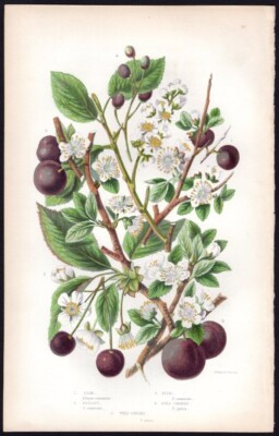 c1860's Anne Pratt Antique Color Print Prunus - Sloe, Plum, Bird Cherry etc | eBay US