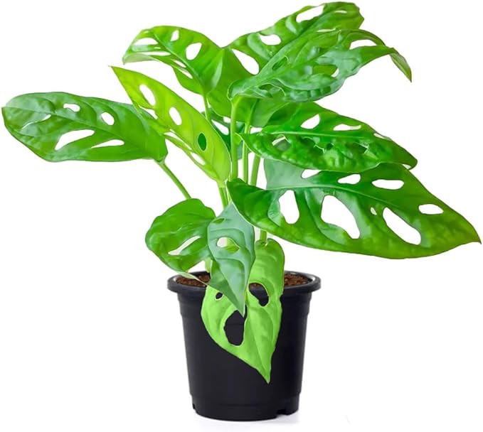 American Plant Exchange Live Monstera Adansonii Plant, Swiss Cheese Vine Plant, Trained Climber V... | Amazon (US)