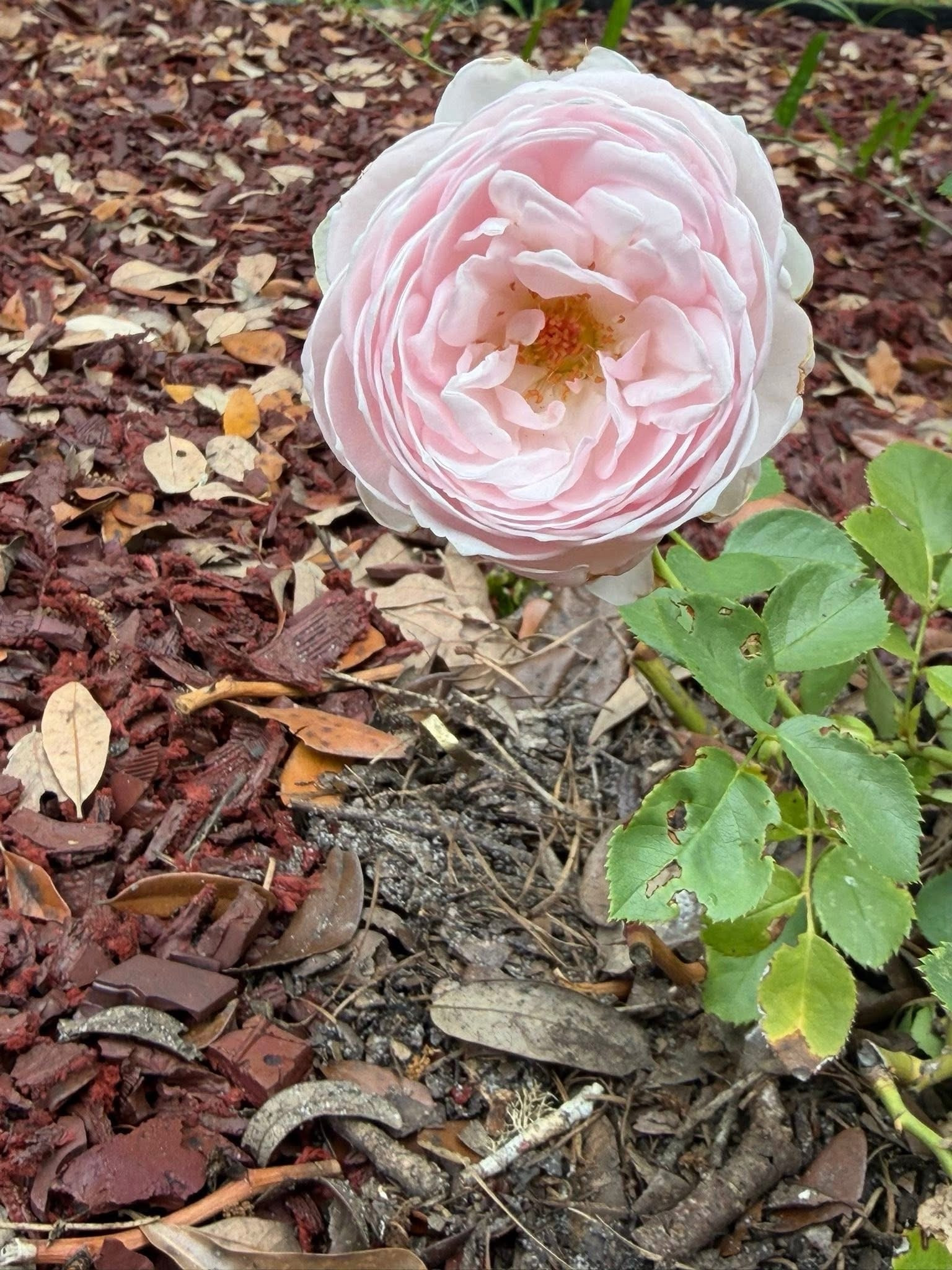 The prettiest light pink rose that resembles a peony. This did so well I ordered another!
#letyourloveshow
#letyourlovegrow

#LTKMothersDay #LTKSeasonal #LTKHome