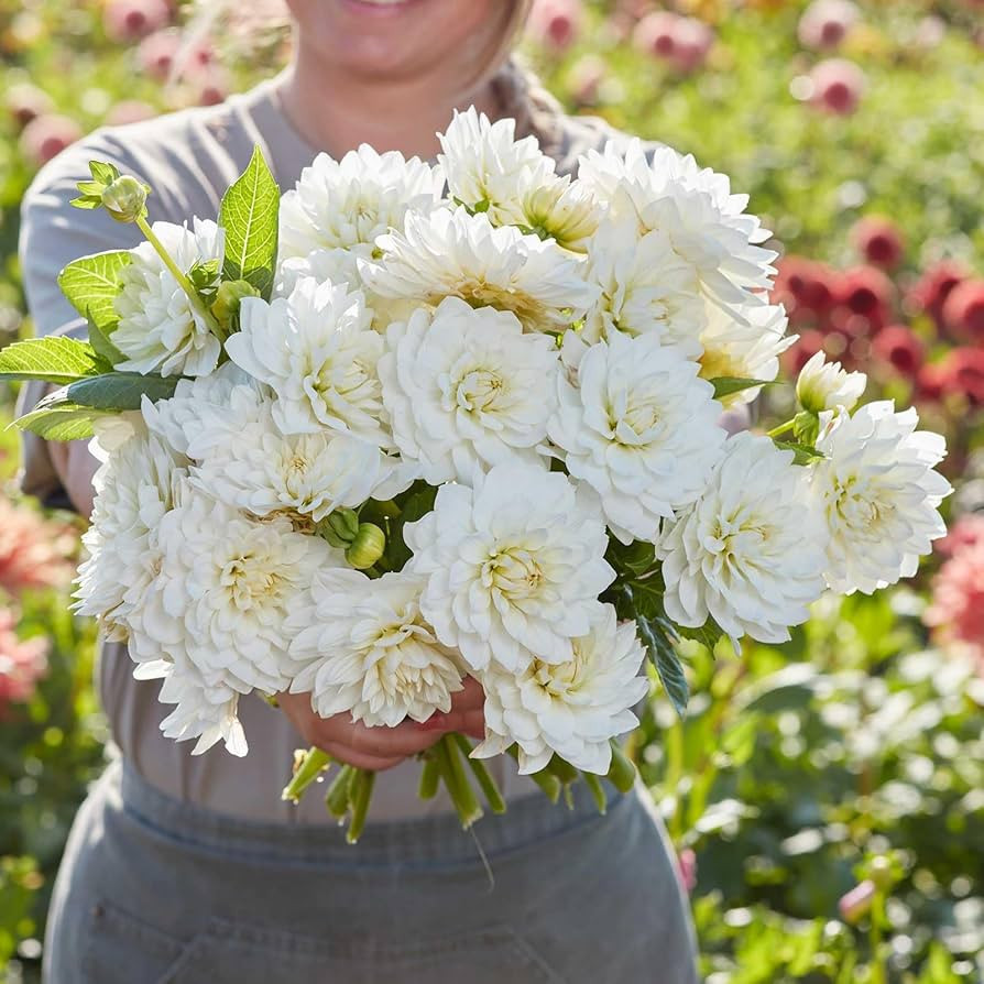 Eden Brothers Dahlia Bulbs (Decorative) - White Swan | Amazon (US)