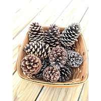 Loblolly Pine Pinecones | Pinus Taeda 10 Natural Pine Cones | Etsy (US)