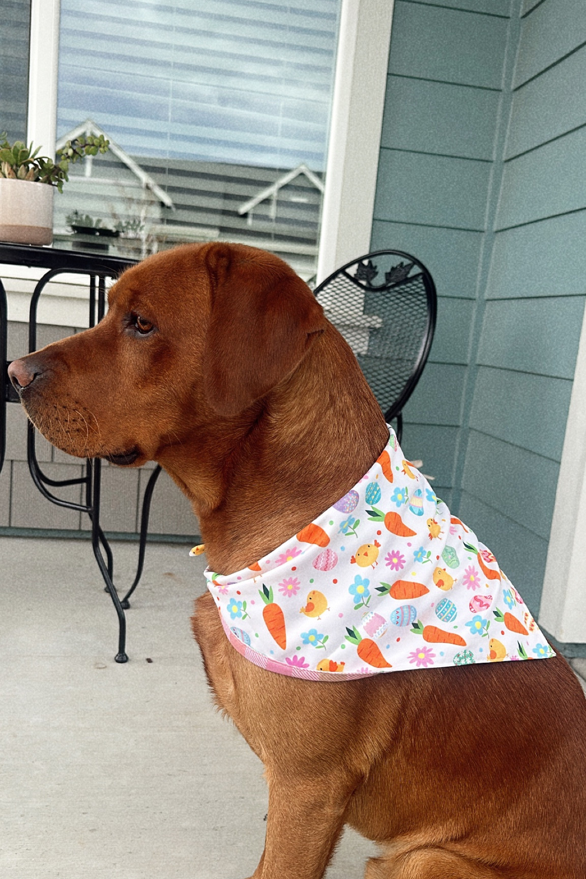 Easter pup banEaster

#LTKsalealert #LTKSeasonal
