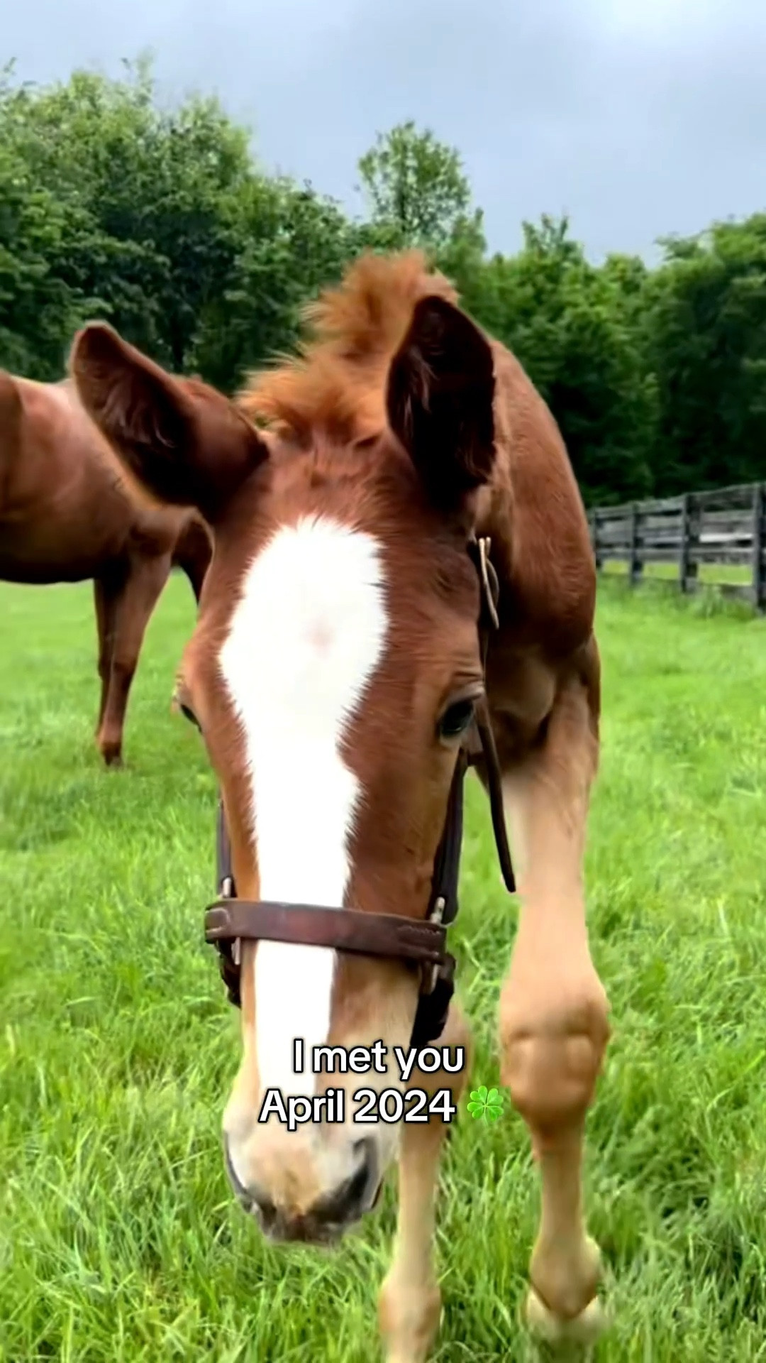 Not over having almost IDENTICAL videos of my girl from when I first met her to now 🥹 I had no idea she’d be ours. I was just so proud of our friends for rescuing her mom. Then they asked us to rescue her 😭 I have a piece of Kentucky in my back yard now

#LTKPets #LTKFamily #LTKdayinmylife