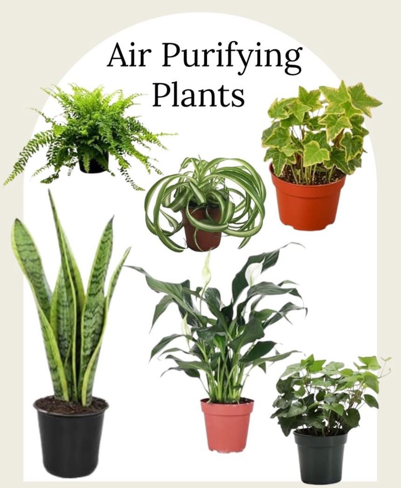 Home, Air purify 

#LTKFamily #LTKHome #LTKSeasonal