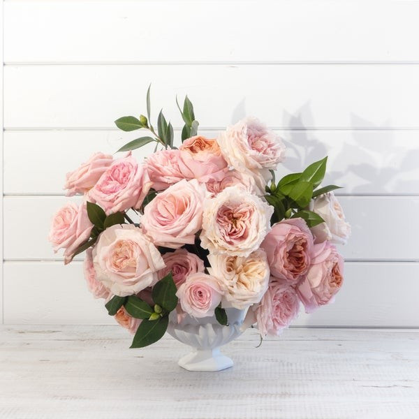 The Seraphina | Grace Rose Farm