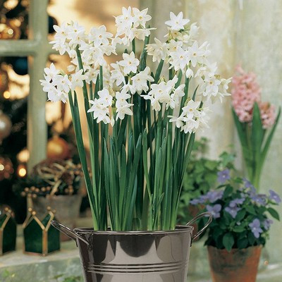 Van Zyverden 4ct Narcissus White Flower Bulb Set with Artisan Decorative Planter | Target