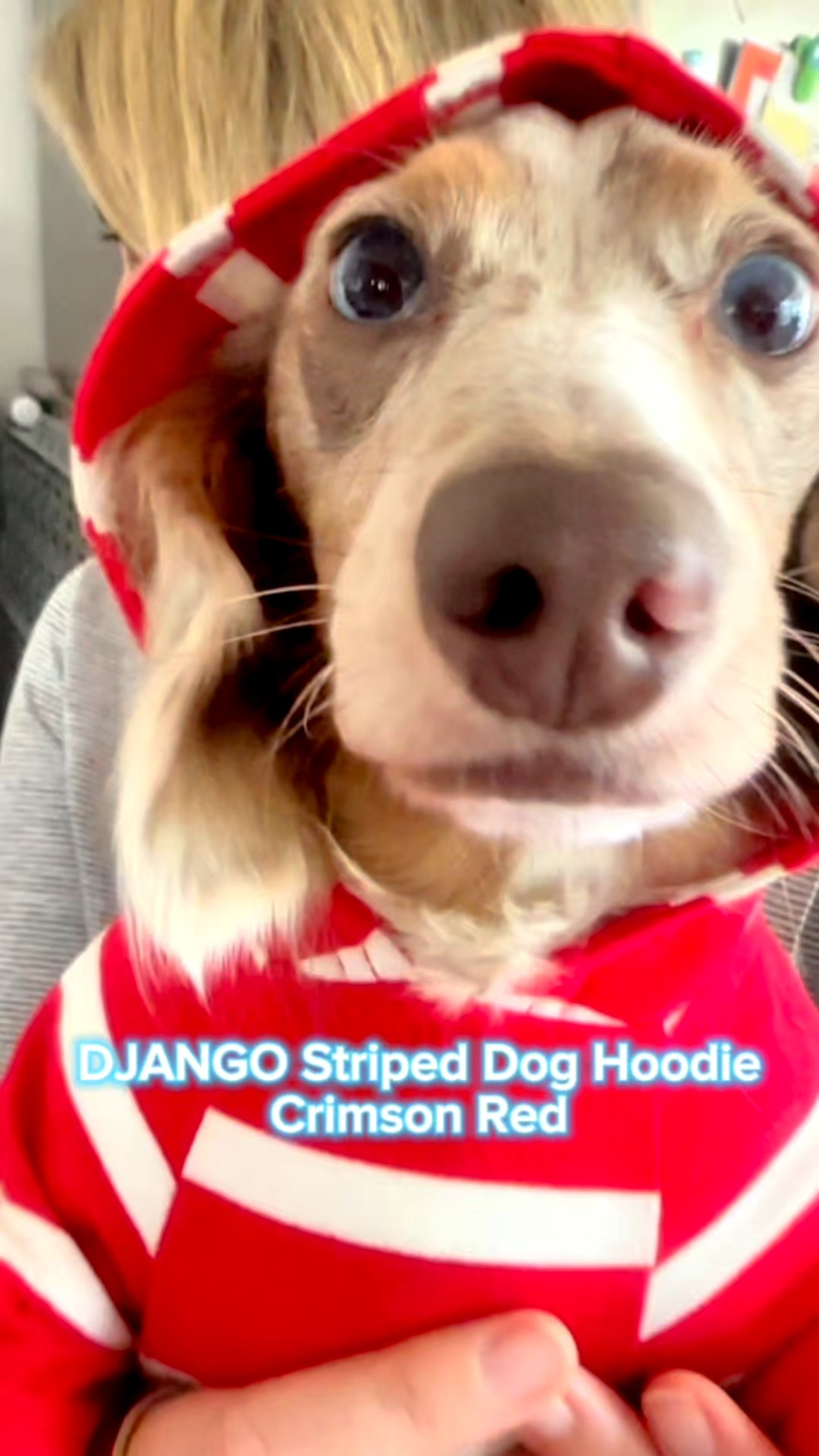 Ludo’s “Red Stripe Rebel” look 😎🐾
He’s bad to the bone in his DJANGO Striped Dog Hoodie — a soft, stretchy, and lightweight cotton hoodie made for dachshunds and small breeds. Features a lined hood, elastic waistband, and harness hole for comfort and function. Perfect for daily walks, lounging, or flexin’ in style. Available on Amazon 🛒

#DogStyle #AmazonPetFinds #DachshundLife #DogFashion #PetEssentials



#LTKPets #LTKHalloween #LTKFindsUnder50