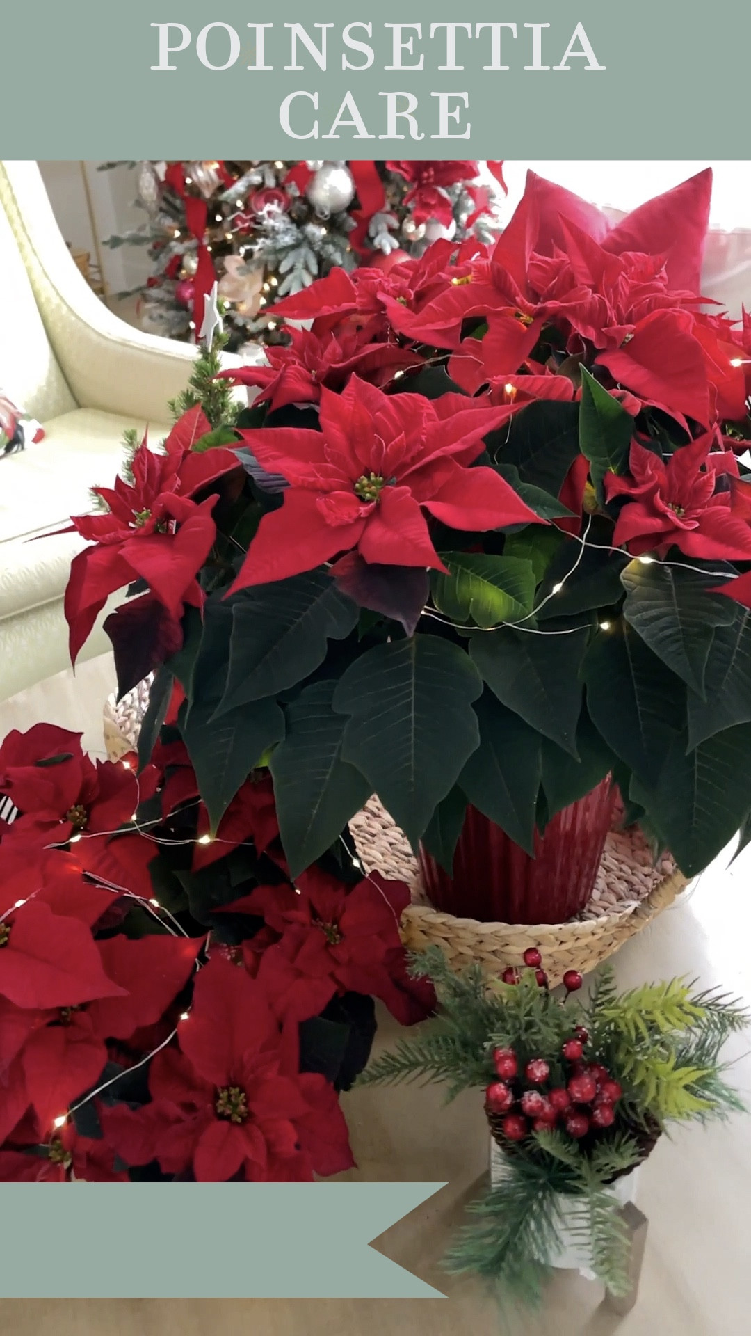 This has been the easiest way for me to take care of the many plants I grow for the Christmas holidays. I love my poinsettia decor. 

#LTKHoliday #LTKGiftGuide