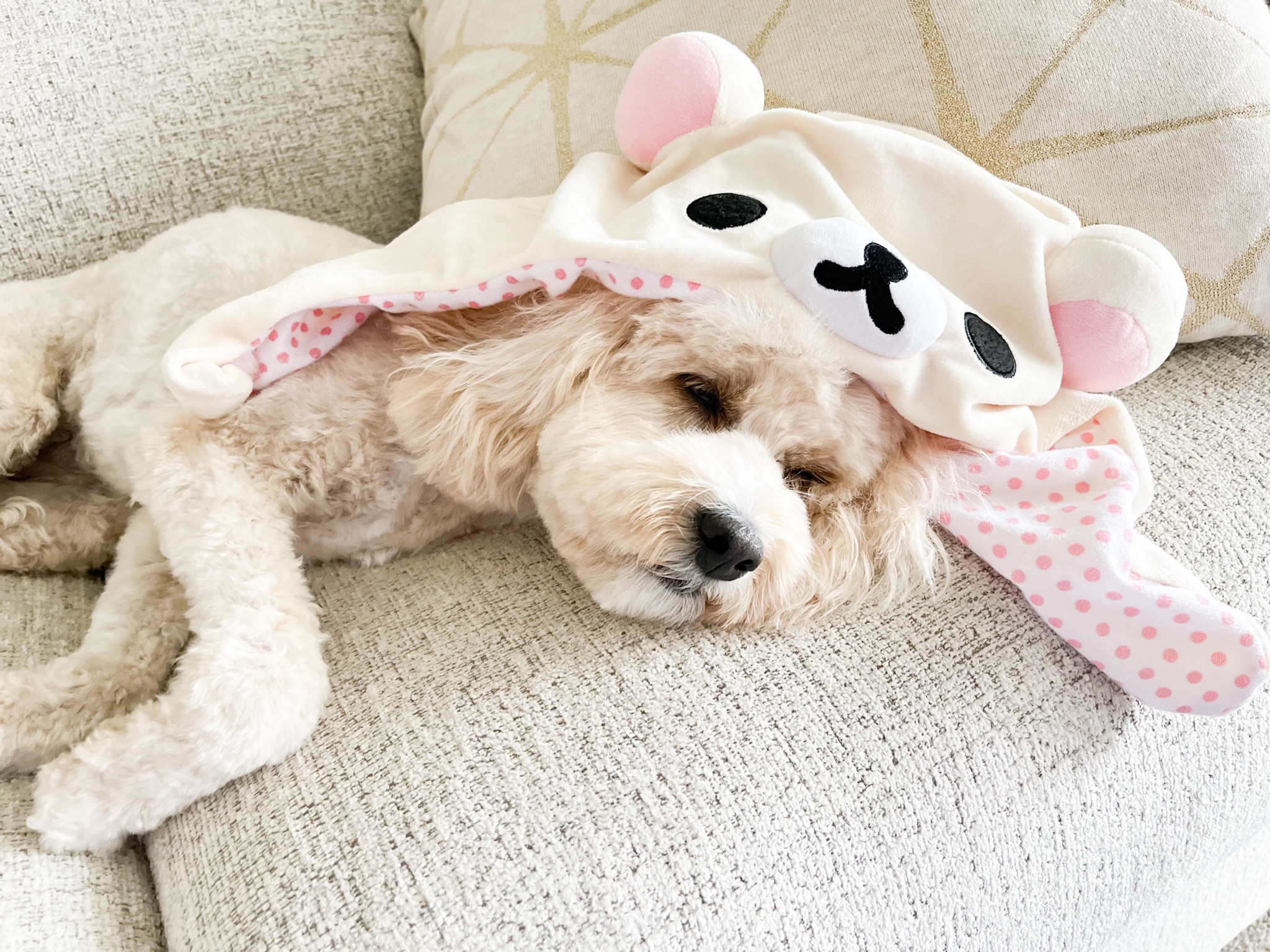Cute Halloween costumes for your dog #sanrio #rilakkuma #bearcostume #floofybear #dogcostume #dogoutfit #doghalloween #halloween #costume 

#LTKSeasonal #LTKfamily