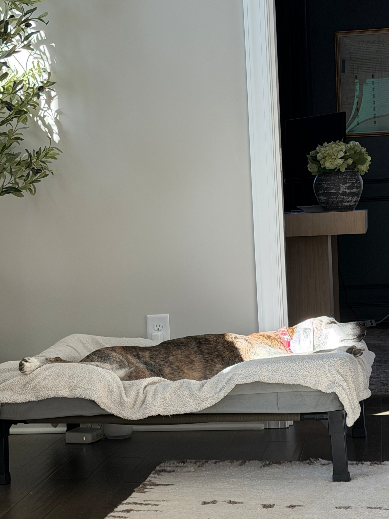 elevated stand + orthopedic bed 

#LTKHome