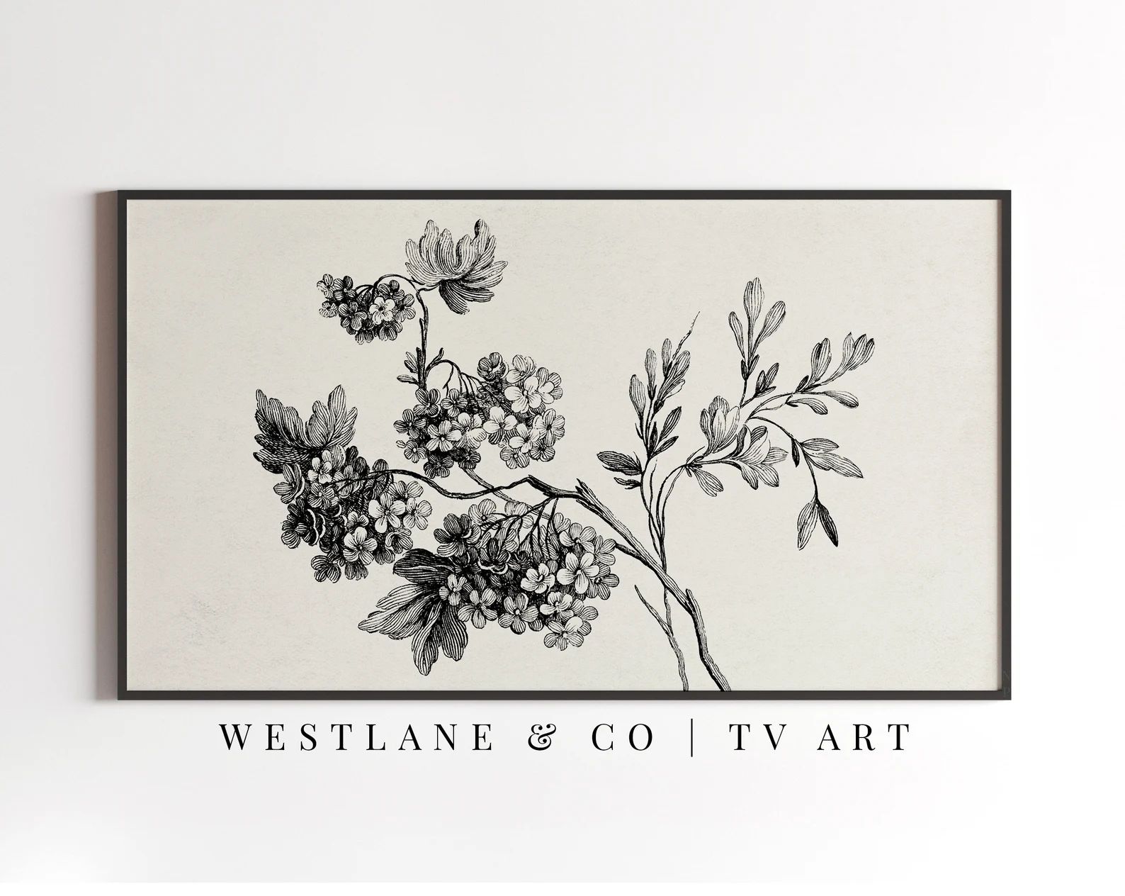 Frame TV Art Vintage Botanical Sketch Neutral Antique Drawing DIGITAL File - Etsy | Etsy (US)