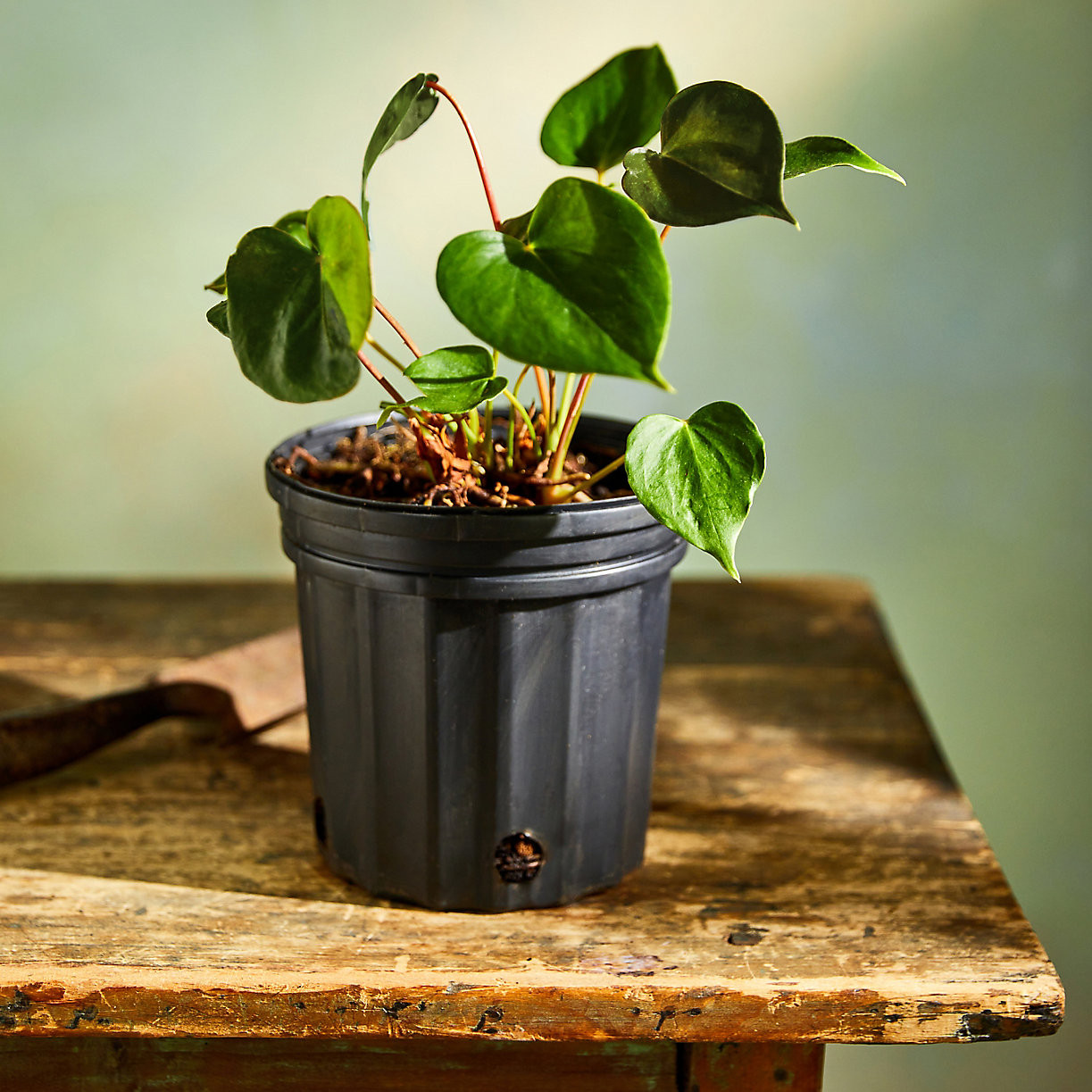 Oaxaca Anthurium | Terrain