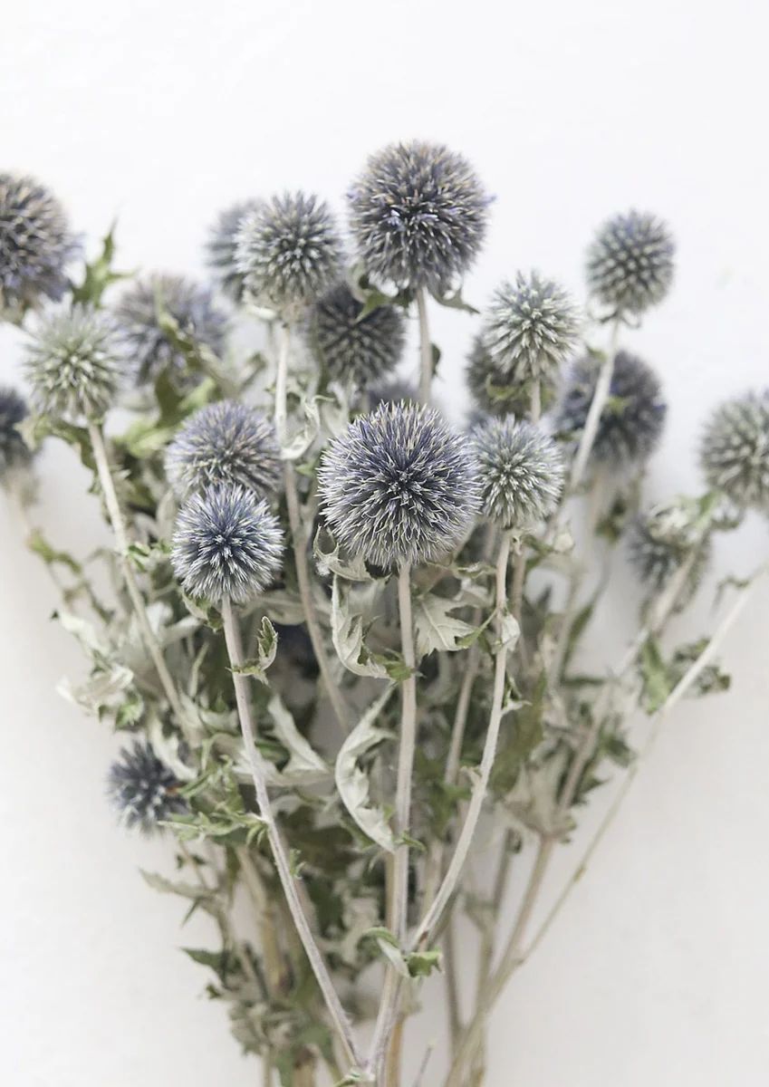 Blue Dried Echinops Globe Thistles - 16-22" | Afloral (US)