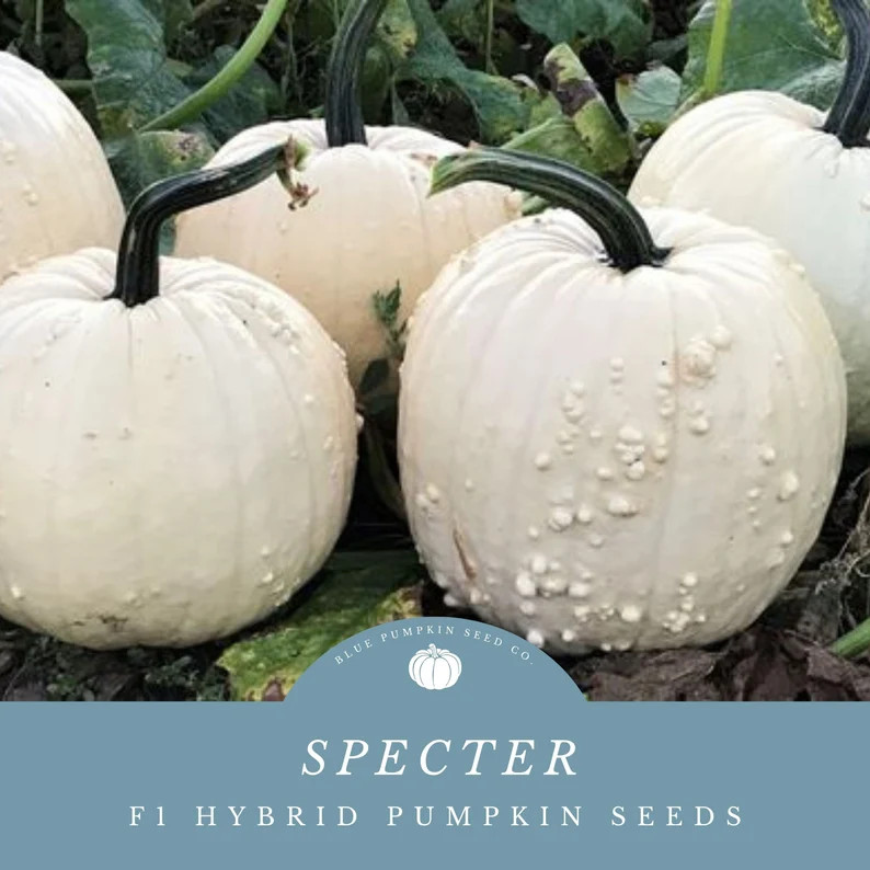 Specter Pumpkin Seeds (f1/pm/c.pepo): Cream Pumpkin, Bumpy Pumpkin, Hybrid Pumpkin, White Pumpkin... | Etsy (US)