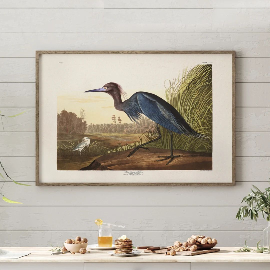 Blue Crane or Heron Plate 307 Audubon Birds of North America, Vintage Bird Art, Coastal Bird Art,... | Etsy (US)