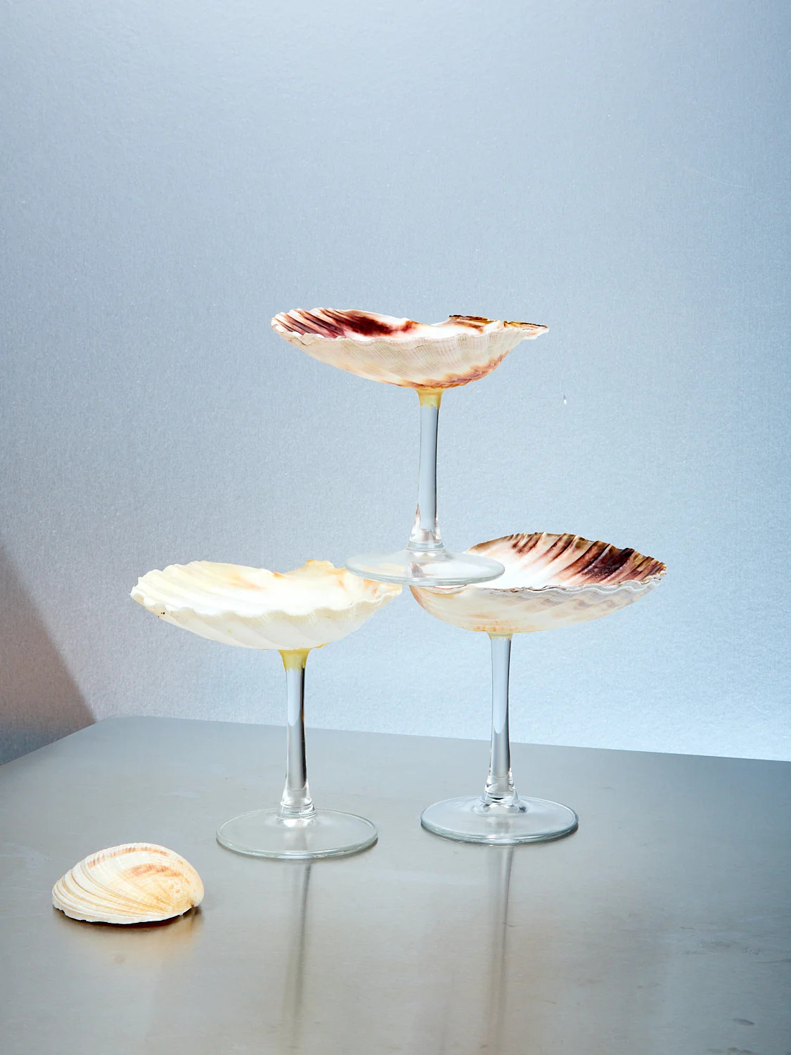 Shell Glass | Coming Soon