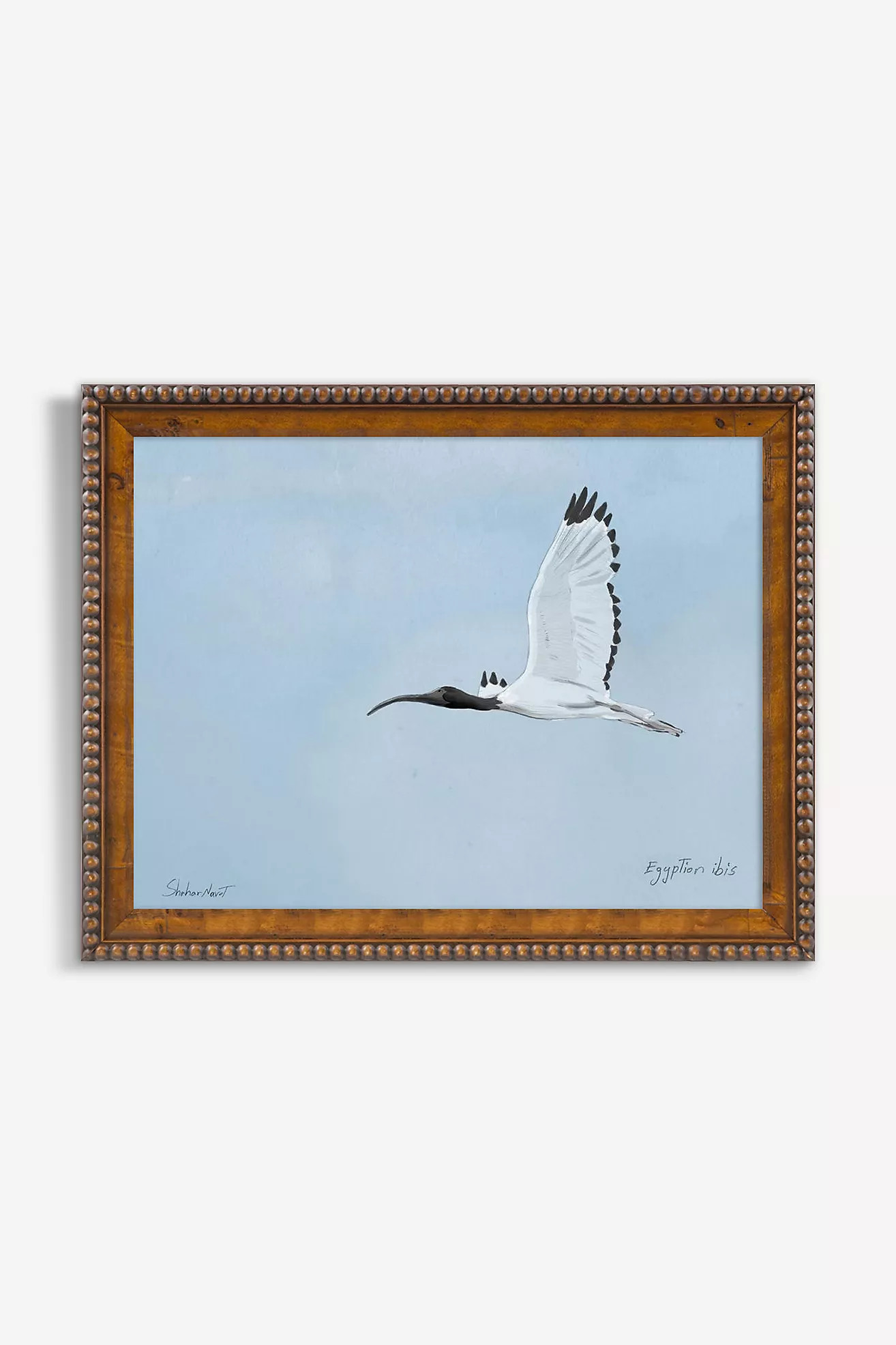 Egyptian Ibis Wall Art | Anthropologie (US)
