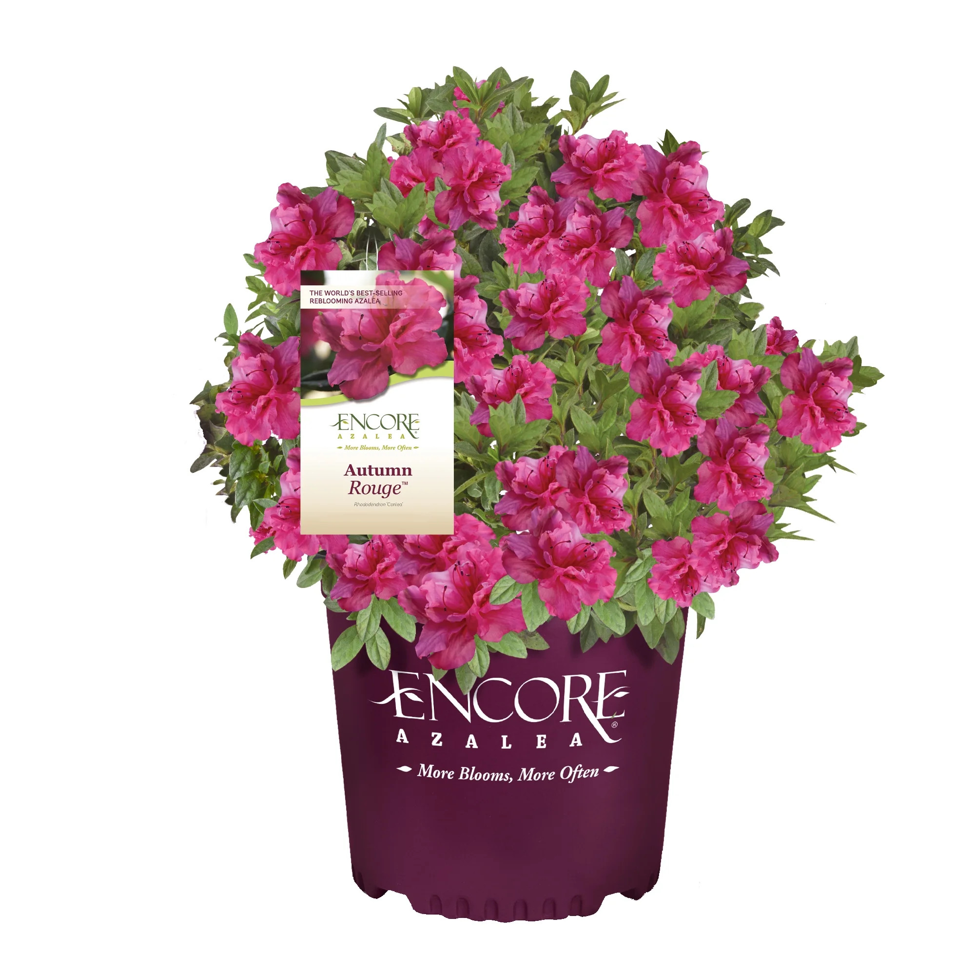 Encore Azalea Autumn Rouge Live Shrubs | Walmart (US)
