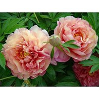 Scrumdidleumptious Itoh Peony, Peachy Pink To Yellow, Semi Double Blooms-Mid Late Season-Spring Bloomer, Perennial-Free Ship | Etsy (US)