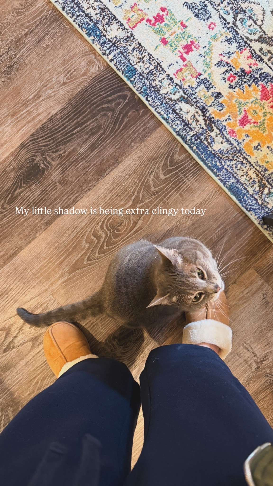 Needy kitty with my latest cozy favorites -  fluffy slippers, the best petite lounge pants, and a few more favorite wfh pieces 

#LTKPetite #LTKSeasonal #LTKHome