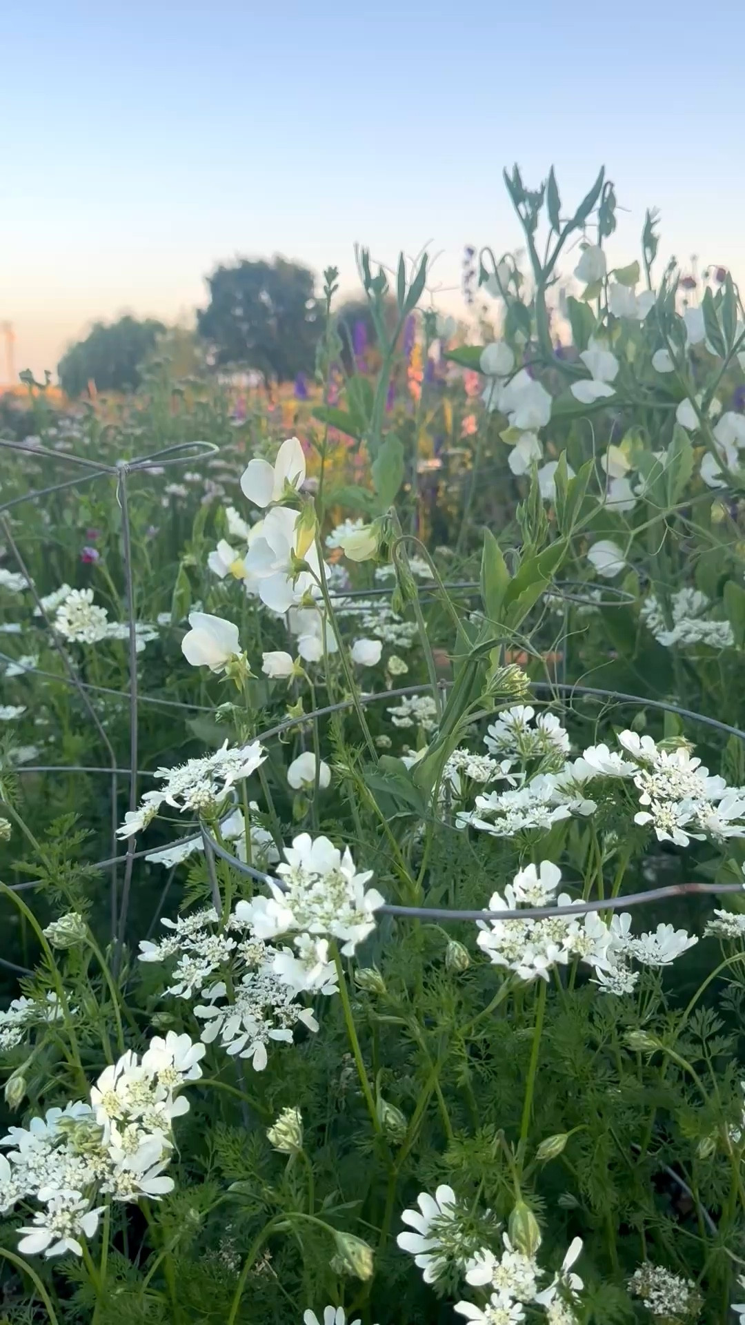 Cut flower garden in wood raised garden bed. White sweet peas and white orlaya make great filler flowers for bouquets. Mother’s Day gift idea. 🤍

#LTKHome #LTKMothersDay #LTKSeasonal