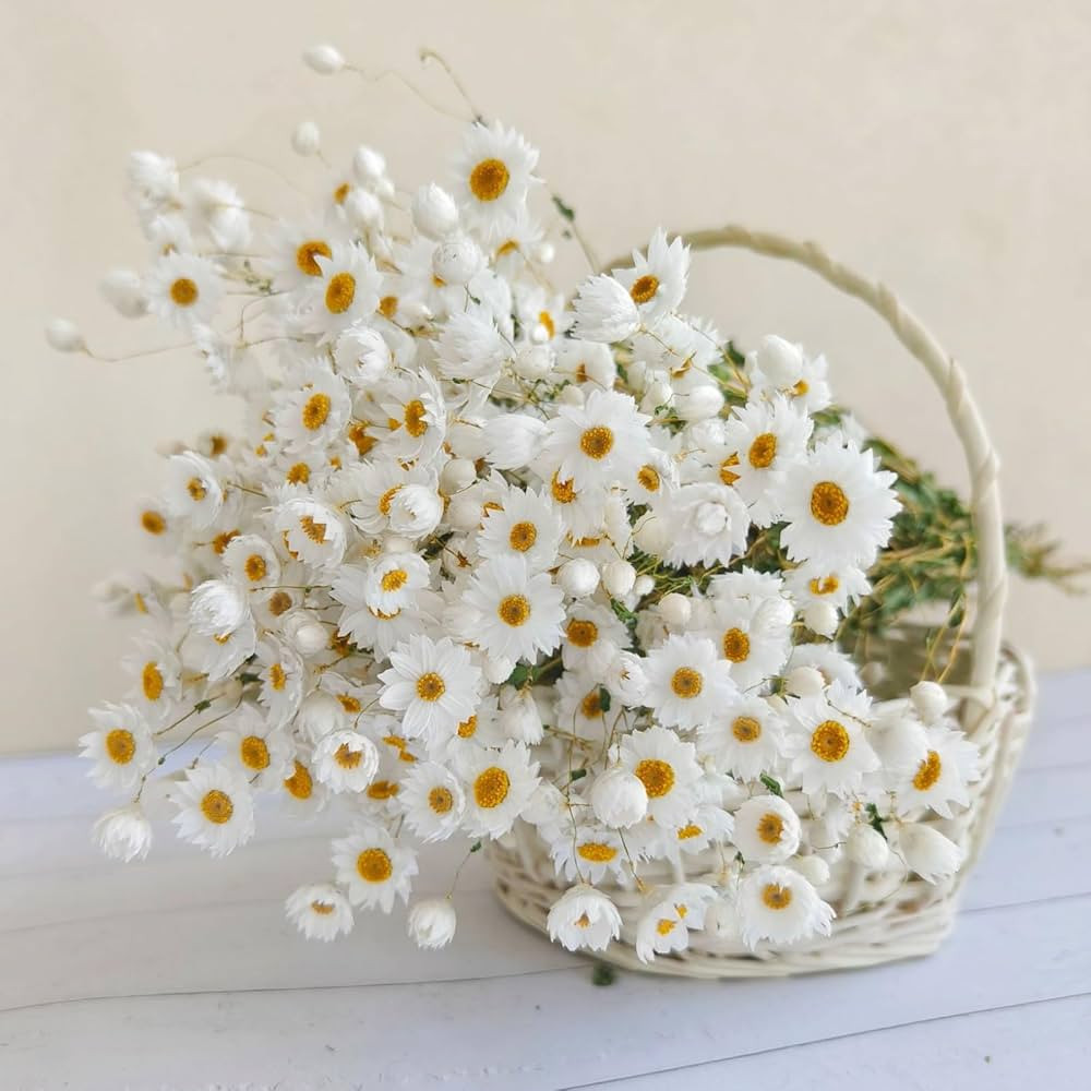 Dried Daisy Flowers Bouquet, 250+ Dry White Flowers, Artificial Sunflowers, 17'' Natural Gerber D... | Amazon (US)